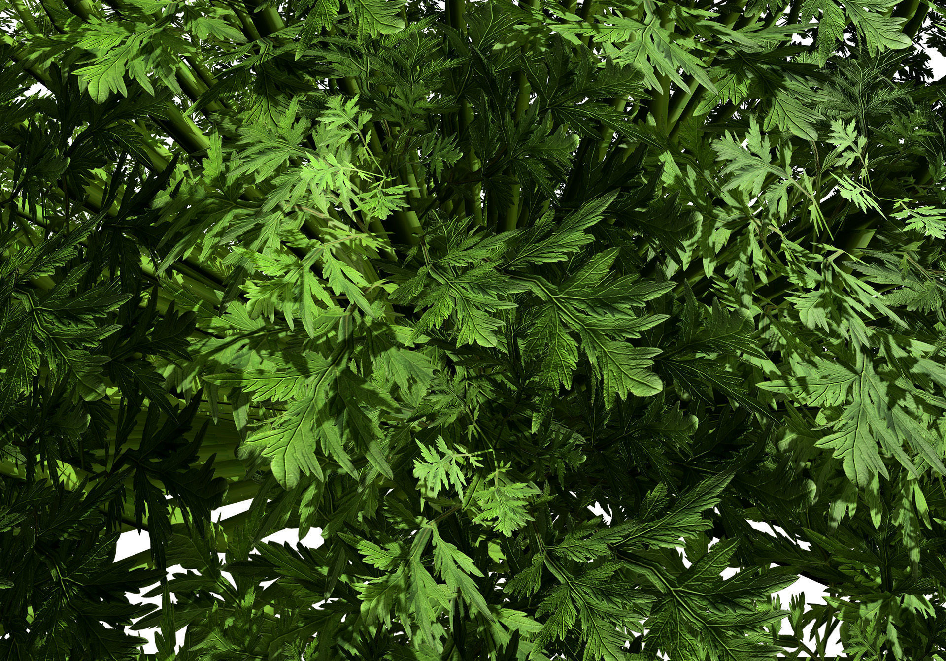 Silver Mound Artemisia 3d model Low-poly 3D model_4