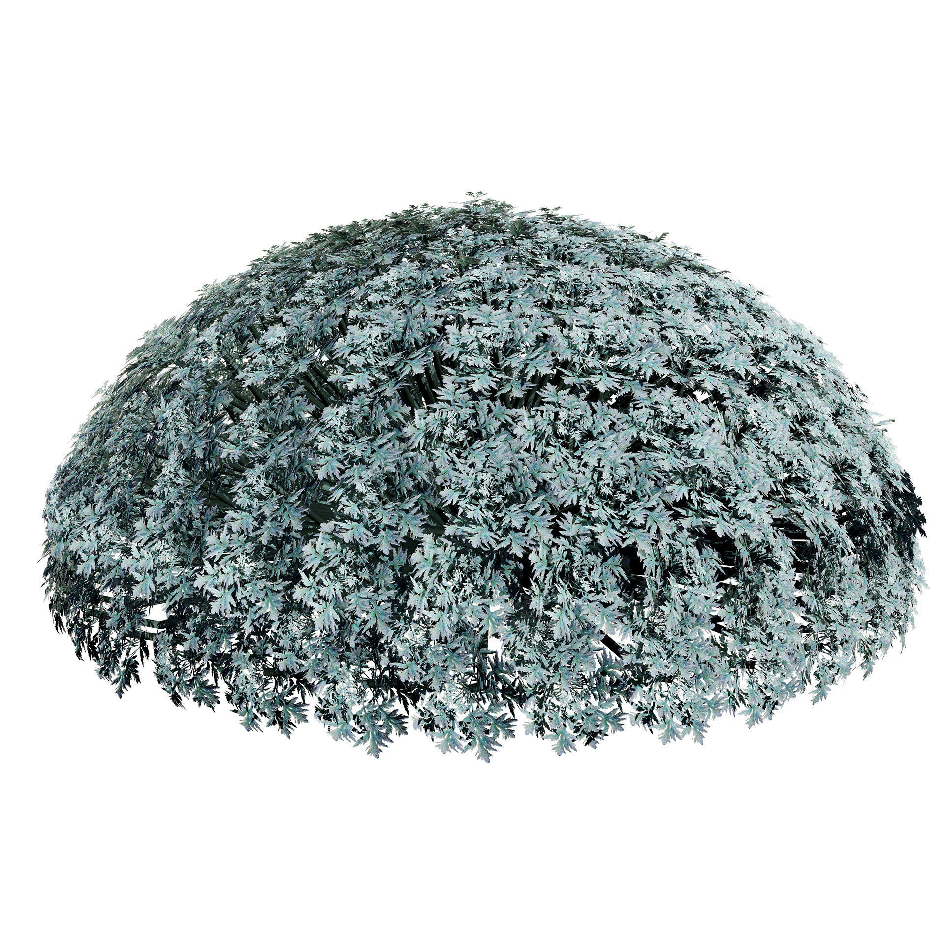 Silver Mound Artemisia 3d model Low-poly 3D model_7