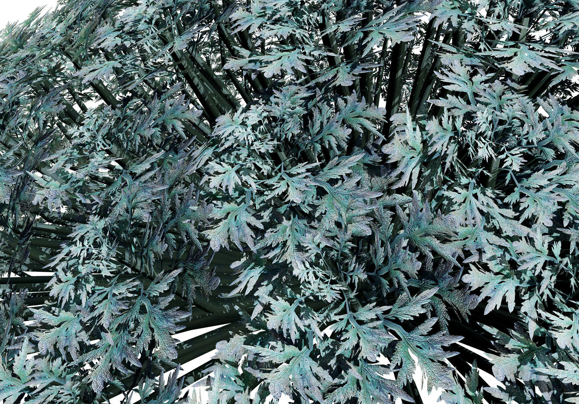 Silver Mound Artemisia 3d model Low-poly 3D model_6