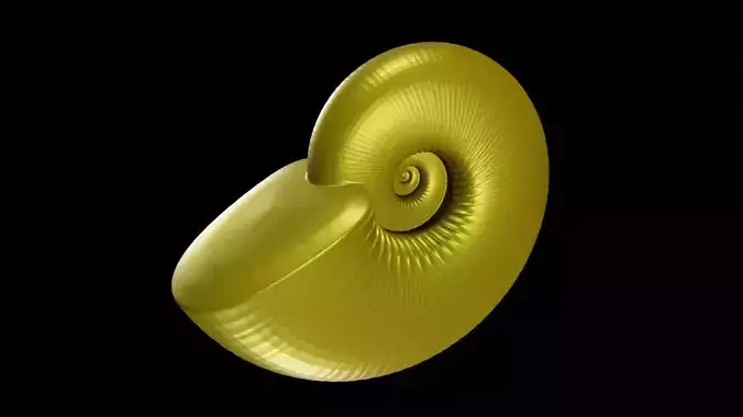 Discocone shell ornamented 3D print model