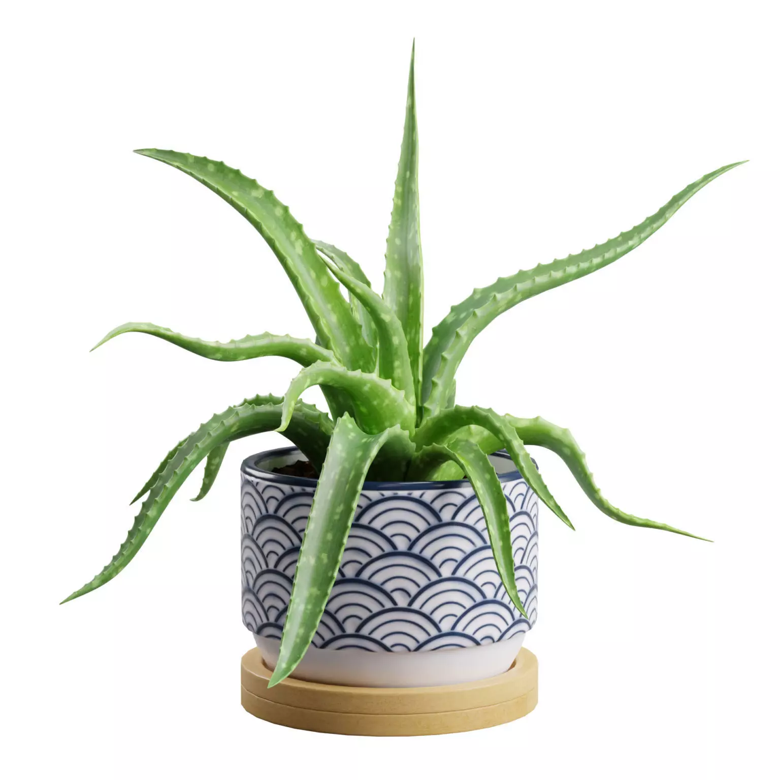 Aloe Vera Small Pot 3D model