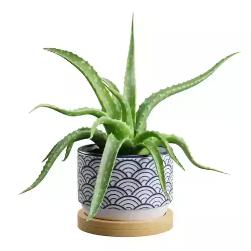 Aloe Vera Small Pot   3D model