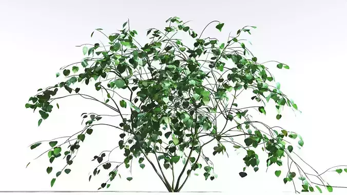 EVERYPlant Stinging Bush 1 --16 Models-- 3D model