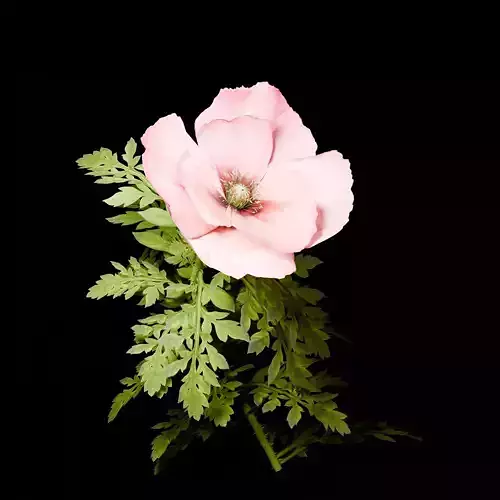 Poppy Flower Procedual 3D model