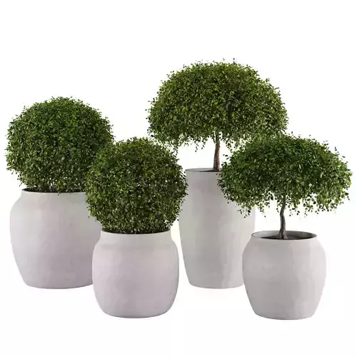 Set 4 indoor and outdoor Aglaia odorata planters