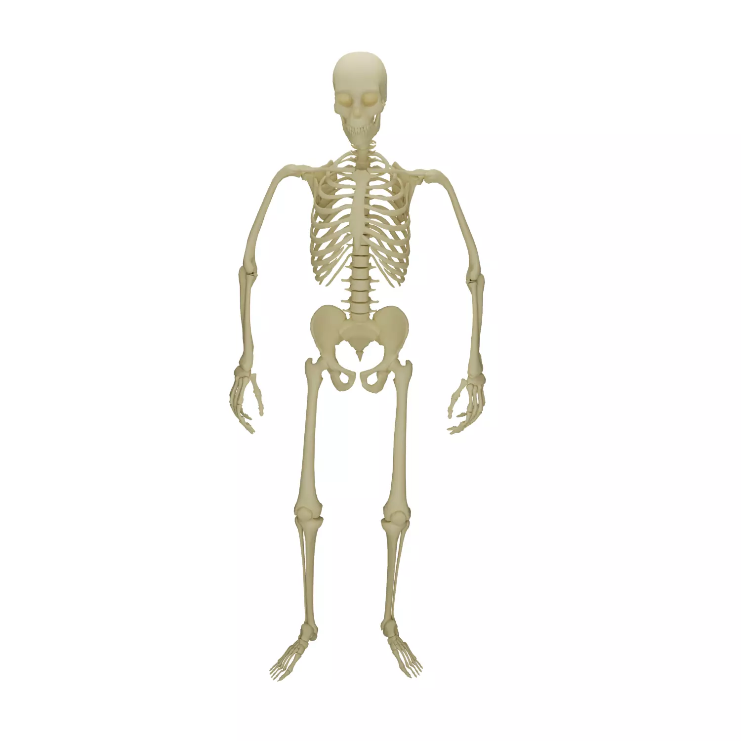 HUMAN SKELTON Low-poly 3D model_0