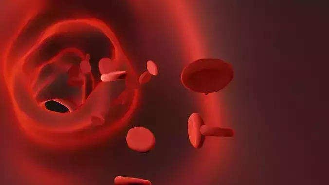 Blood vessel 3D model