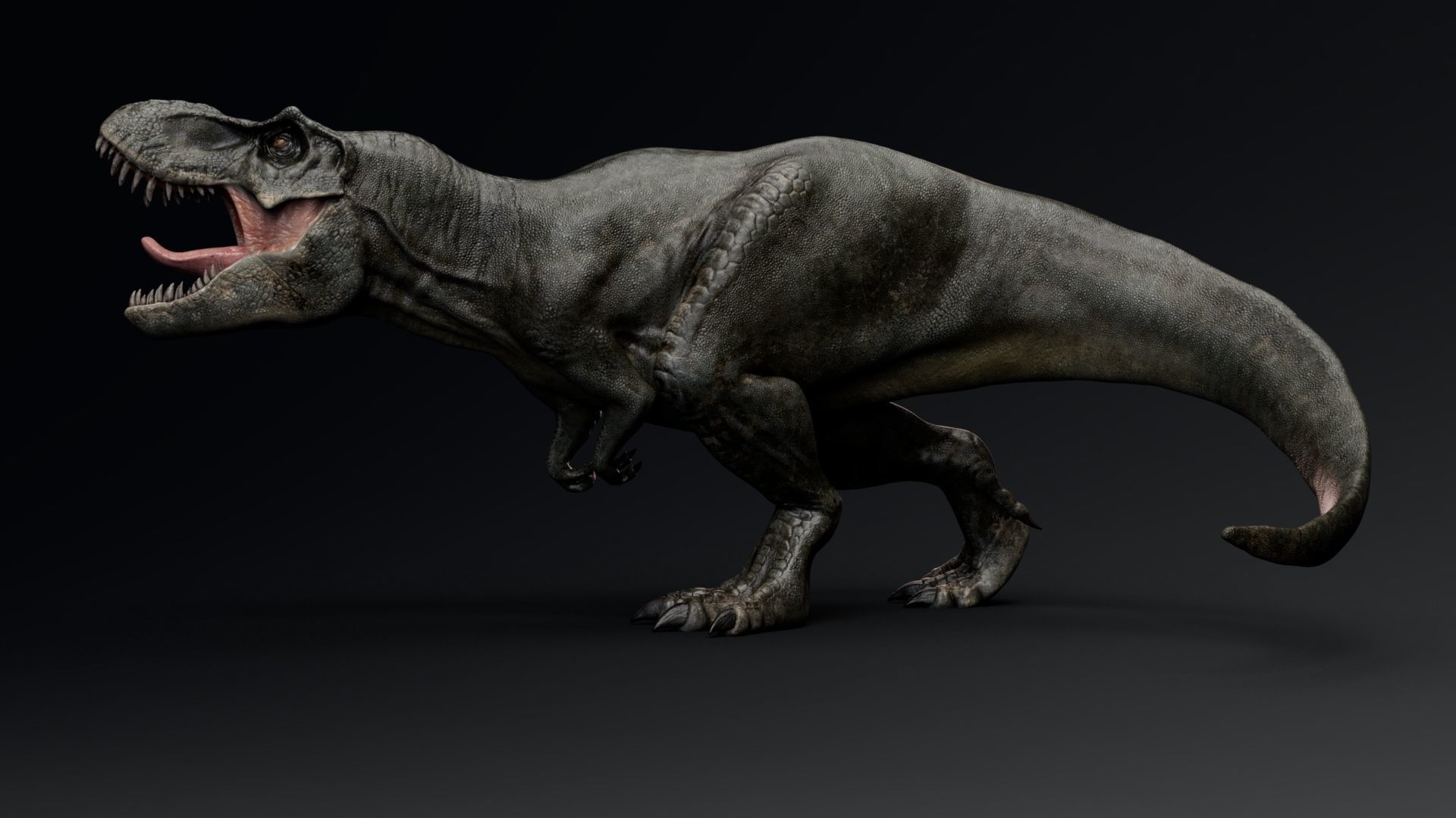 Dinosaur Tyrannosaurus Rex Stan Unity Project Low-poly 3D model_3