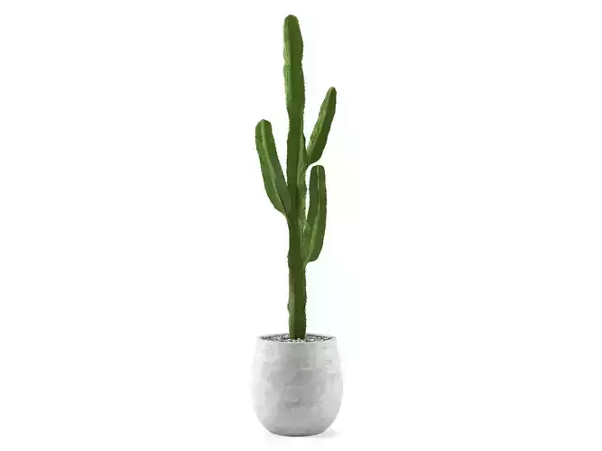 Plant Cactus Euphorbia Ingens L