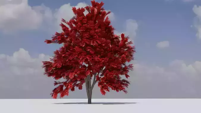 red maple tree