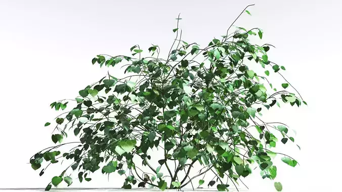 EVERYPlant Stinging Bush 2 --16 Models-- 3D model