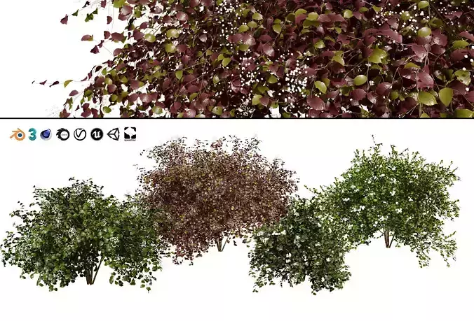 pagoda dogwood shrubs 3D model