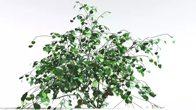 EVERYPlant Stinging Bush 3 --16 Models-- 3D model