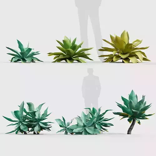 Agave attenuata Foxtail agave 01