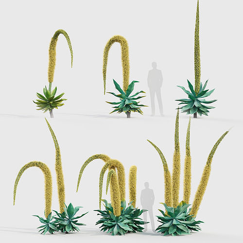 Agave attenuata Foxtail agave 02 3D model