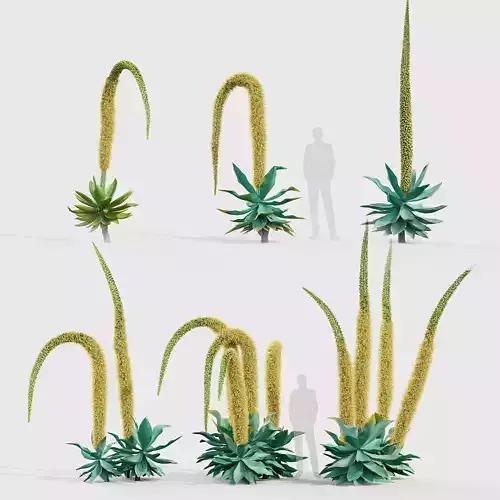 Agave attenuata Foxtail agave 02