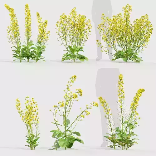 Brassica napus Oilseed rape  01