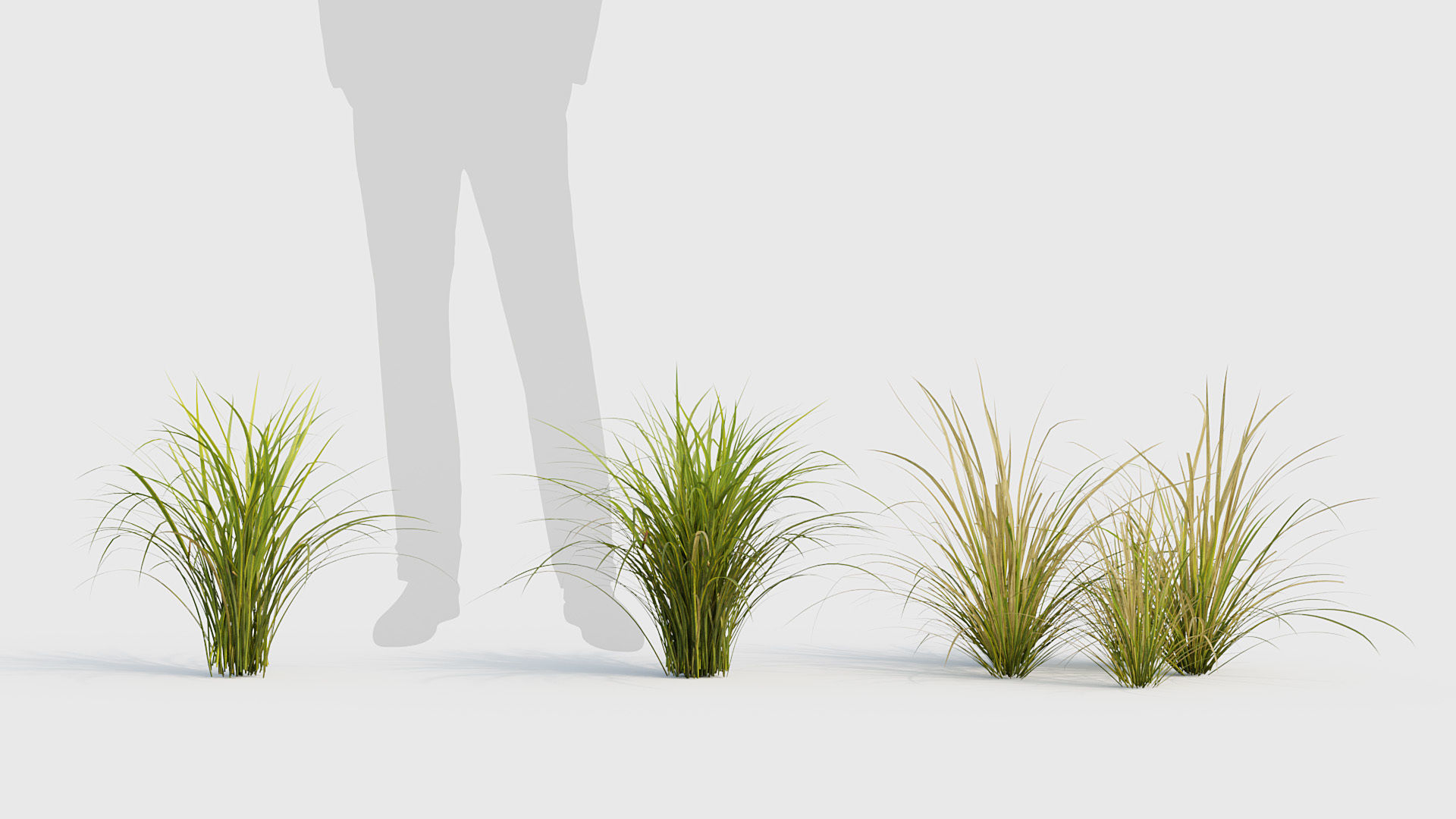 Sweet flag  Acorus calamus 02 3D model_2