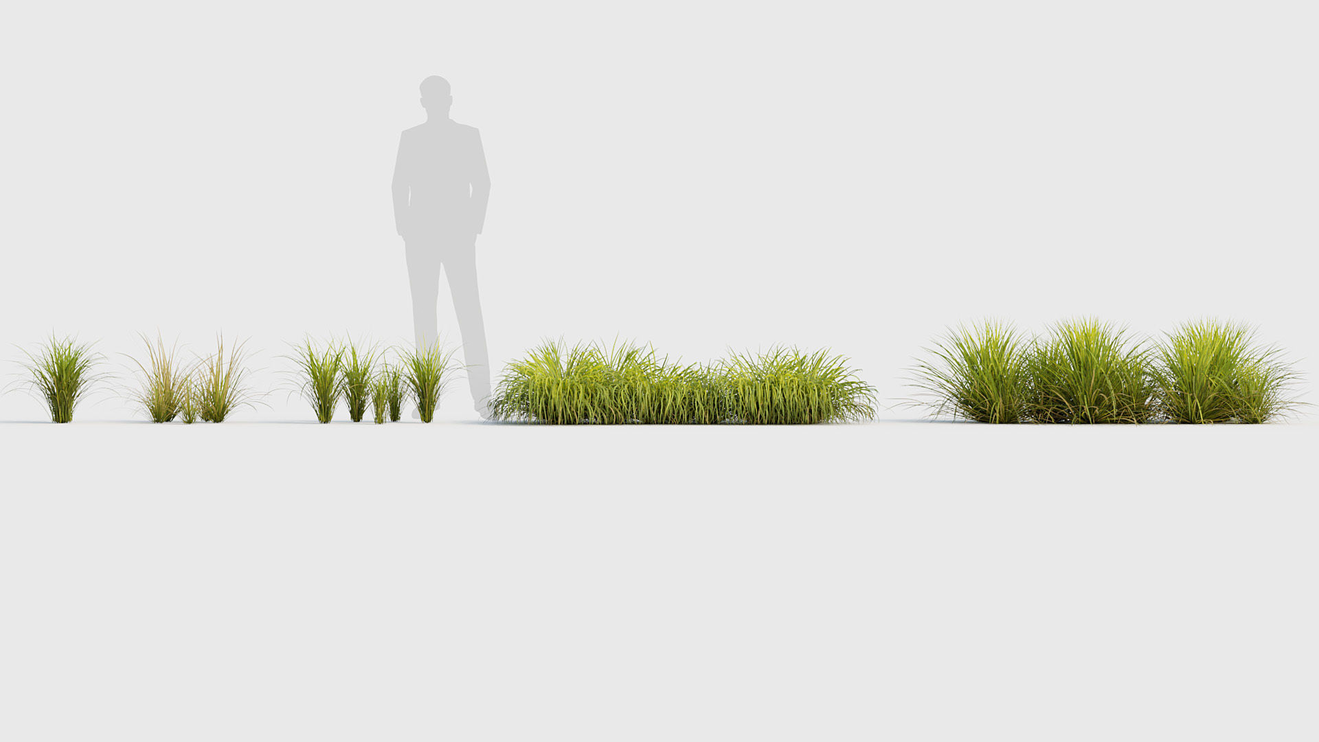 Sweet flag  Acorus calamus 02 3D model_1