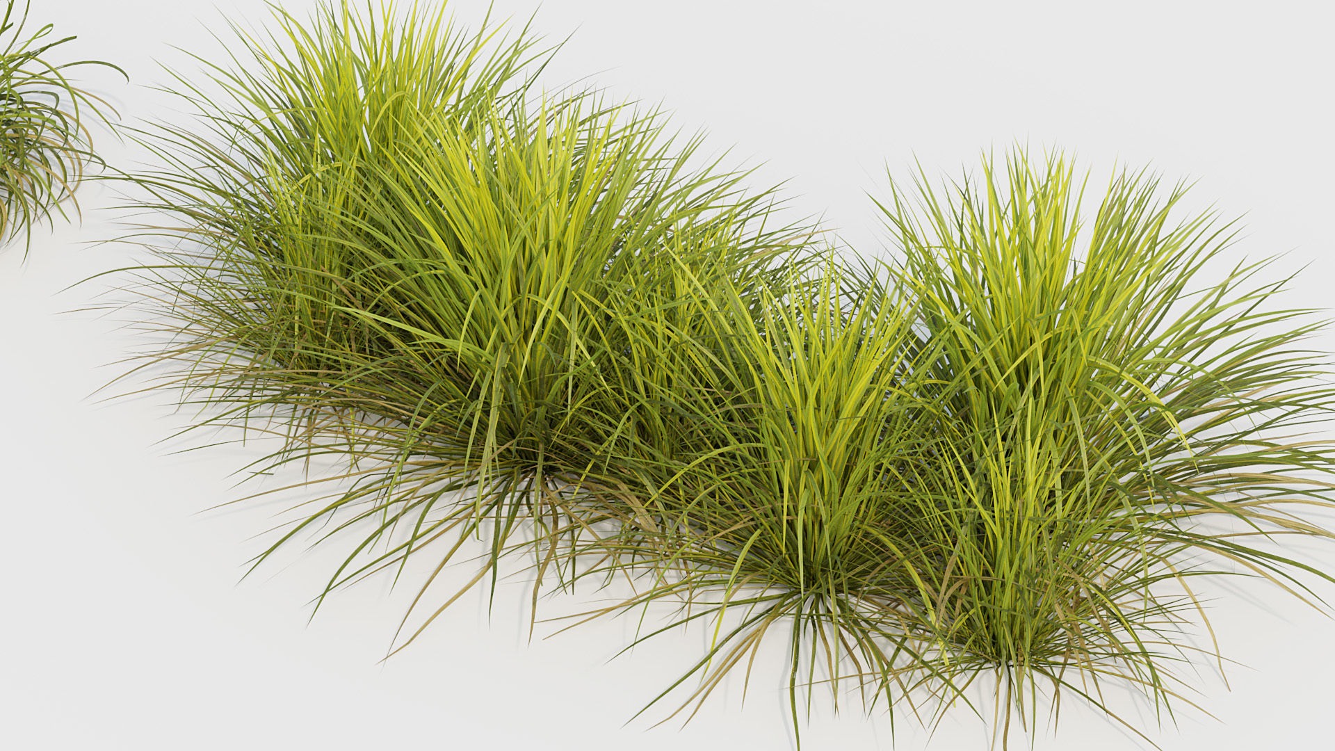 Sweet flag  Acorus calamus 02 3D model_4