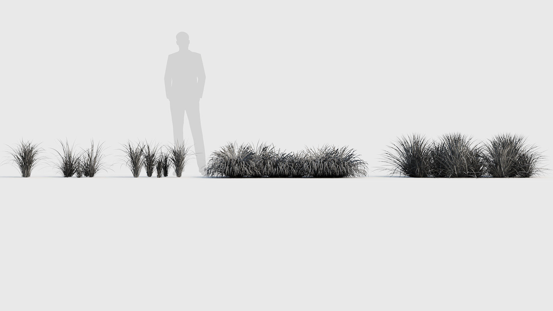 Sweet flag  Acorus calamus 02 3D model_6