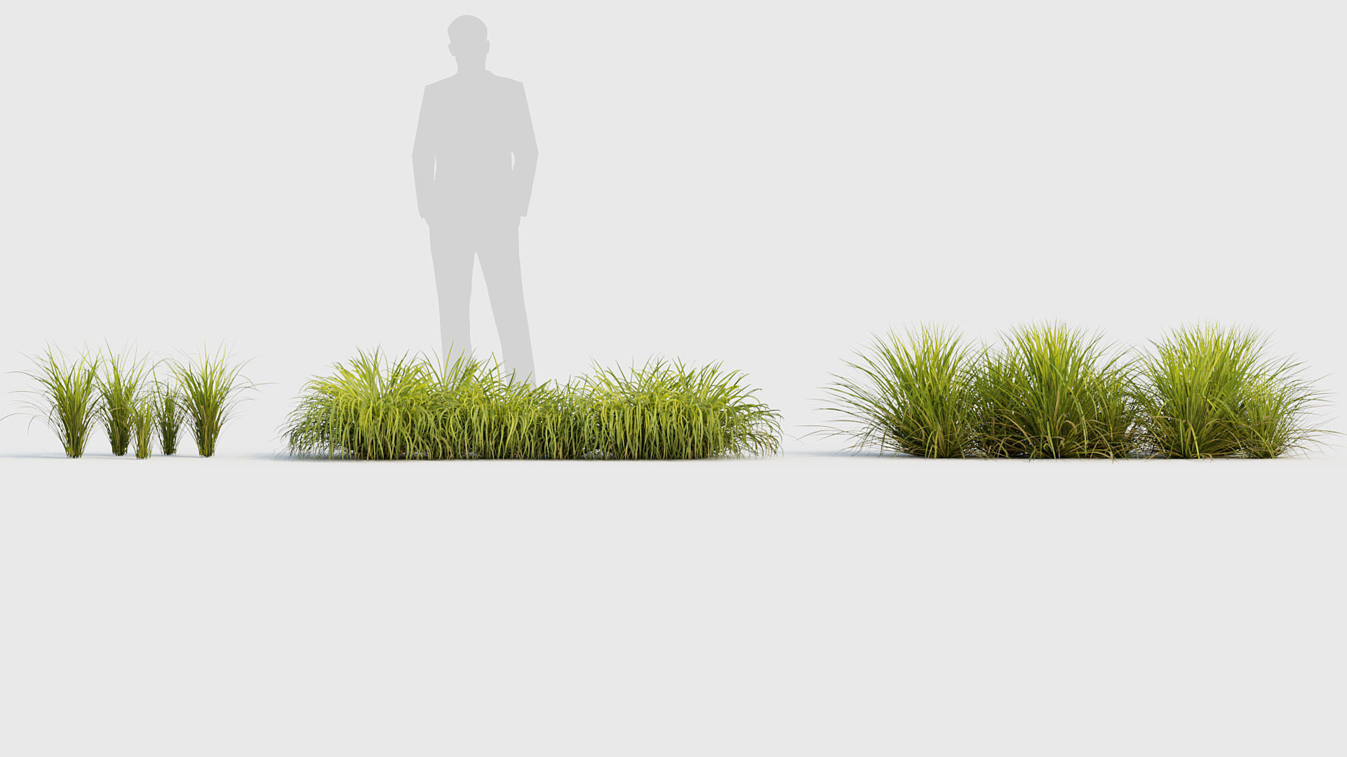 Sweet flag  Acorus calamus 02 3D model_3