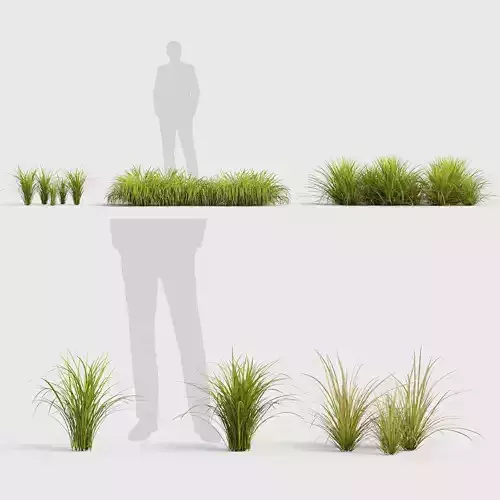 Sweet flag  Acorus calamus 02