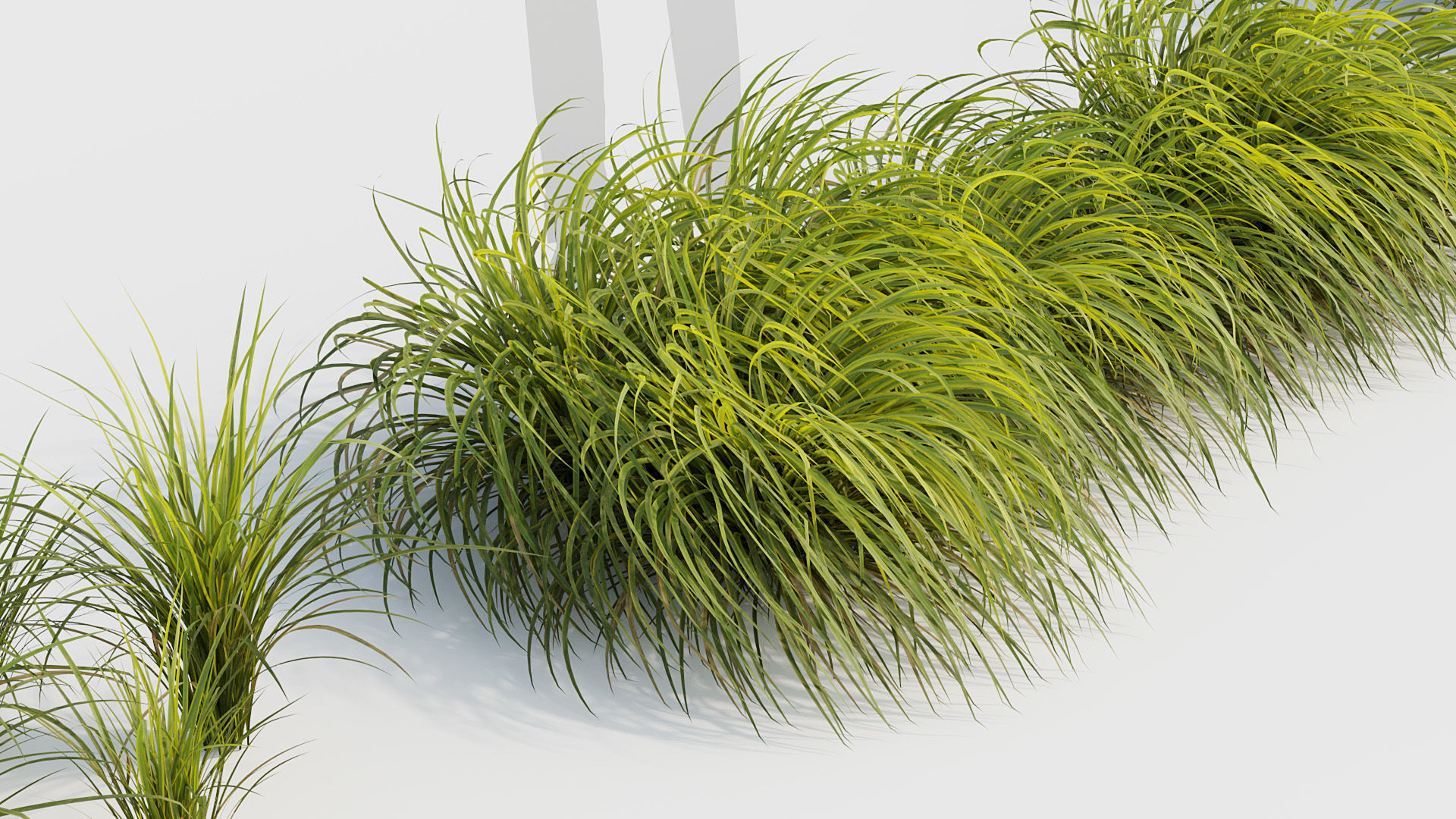 Sweet flag  Acorus calamus 02 3D model_5