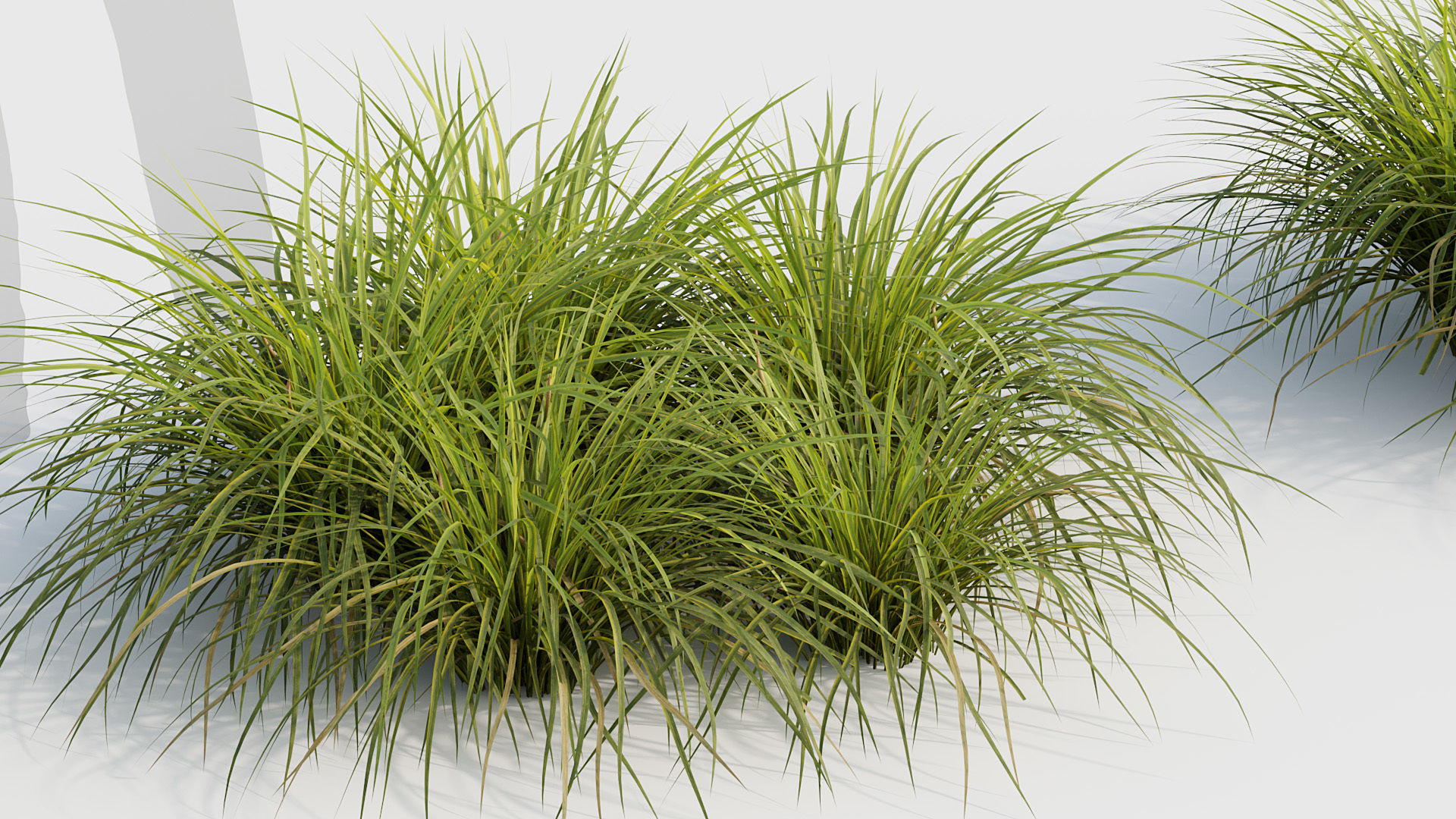 Sweet flag Acorus calamus  01 3D model_4