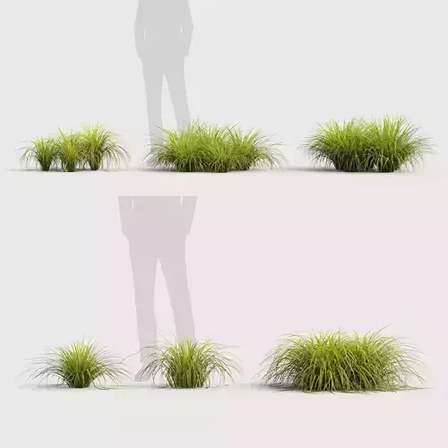 Sweet flag Acorus calamus  01