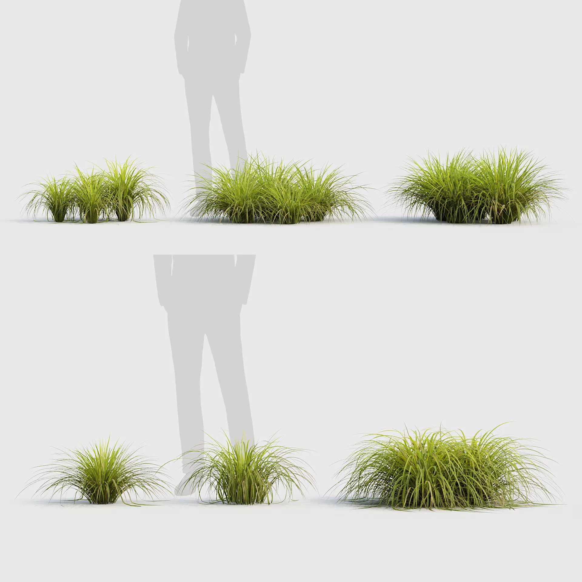 Sweet flag Acorus calamus  01 3D model_0