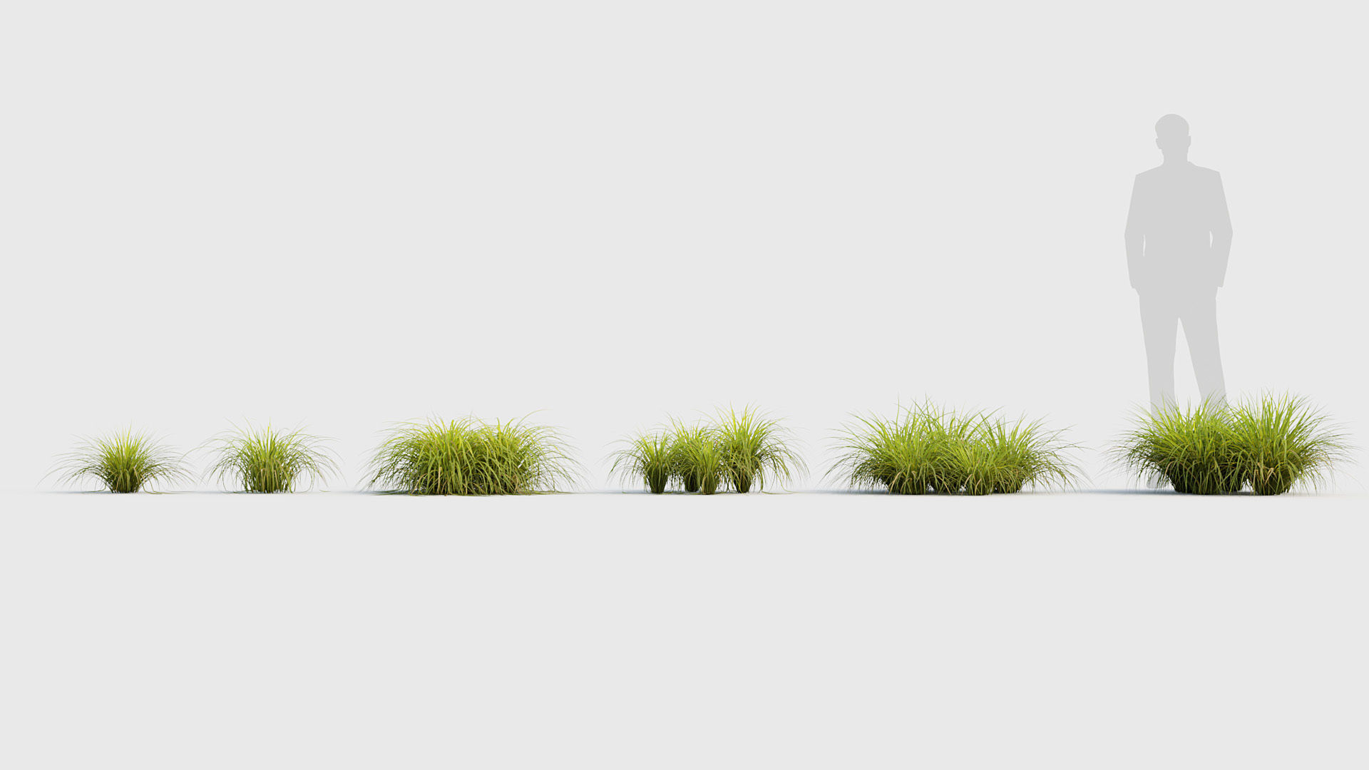 Sweet flag Acorus calamus  01 3D model_1