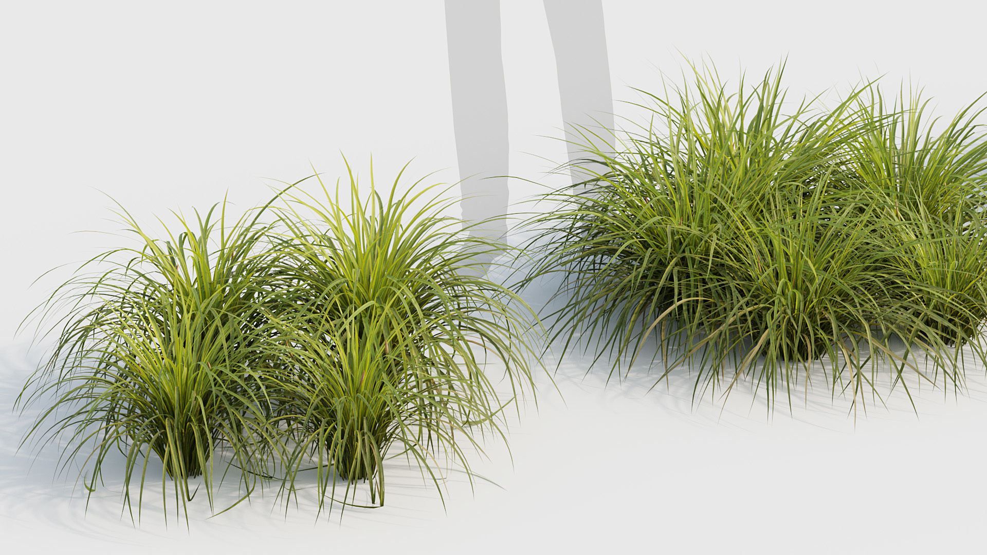 Sweet flag Acorus calamus  01 3D model_5