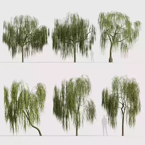 Salix babylonica Weeping Willow 01 3D model