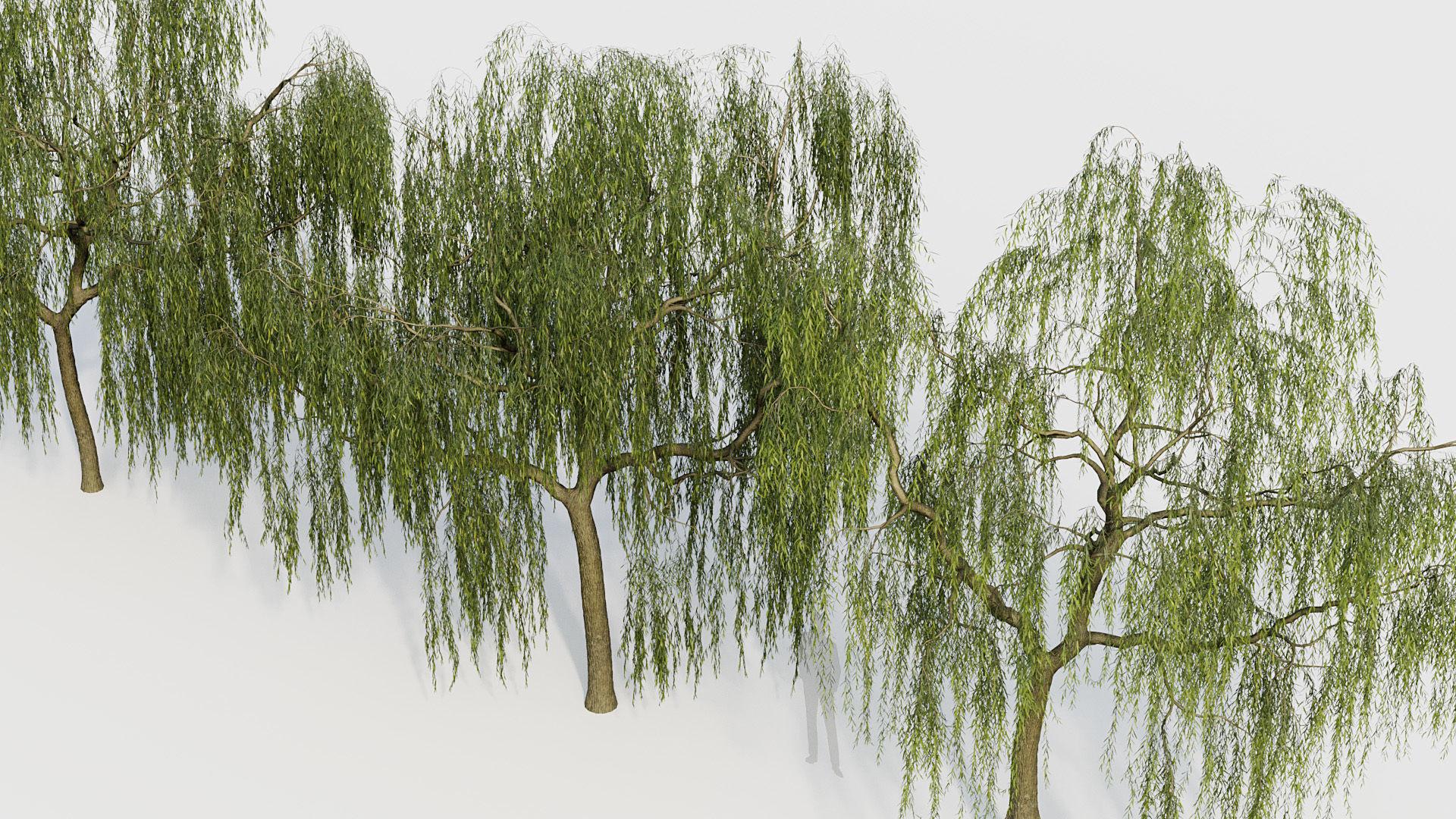 Salix babylonica Weeping Willow 01 3D model_5