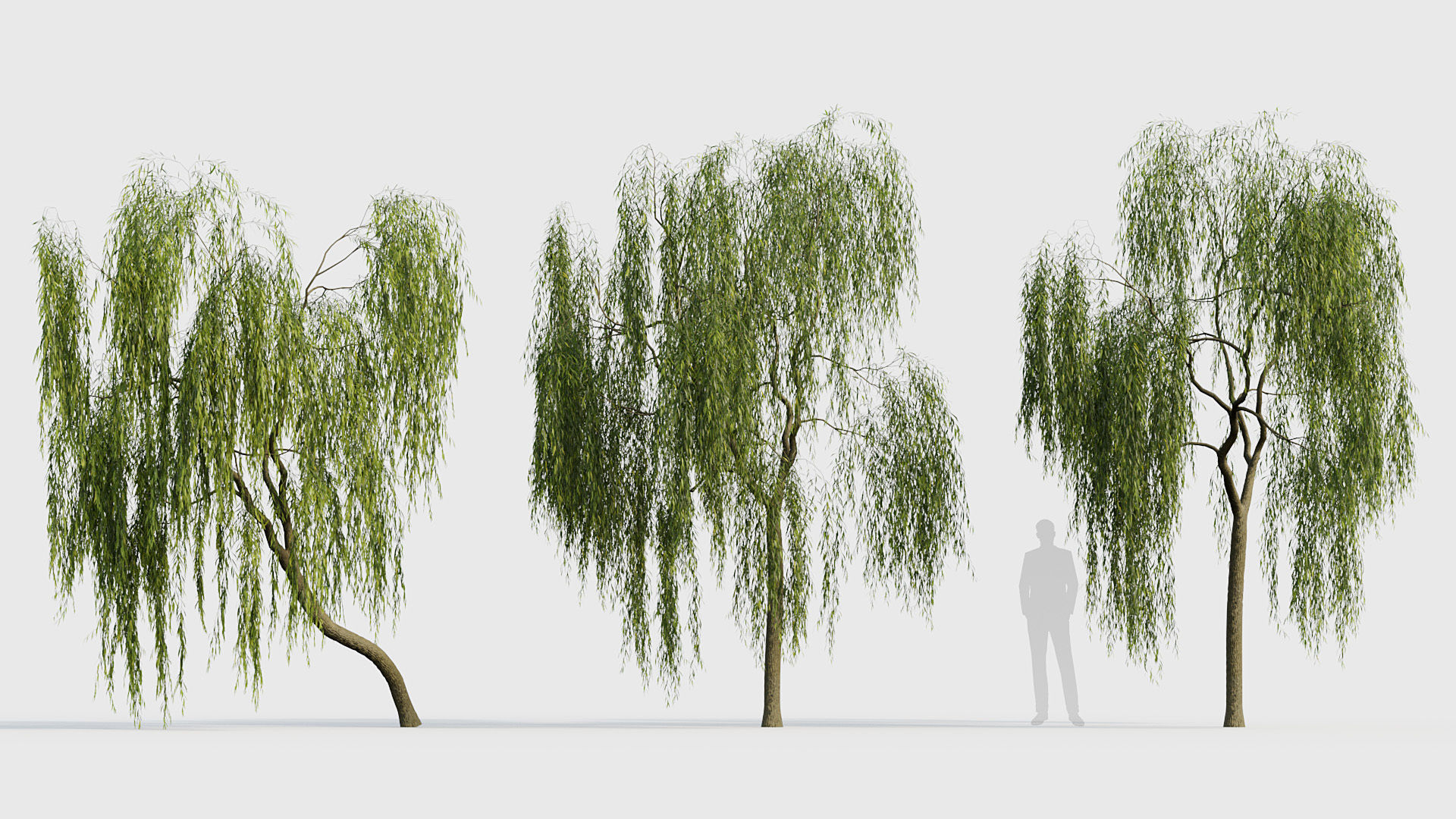Salix babylonica Weeping Willow 01 3D model_2
