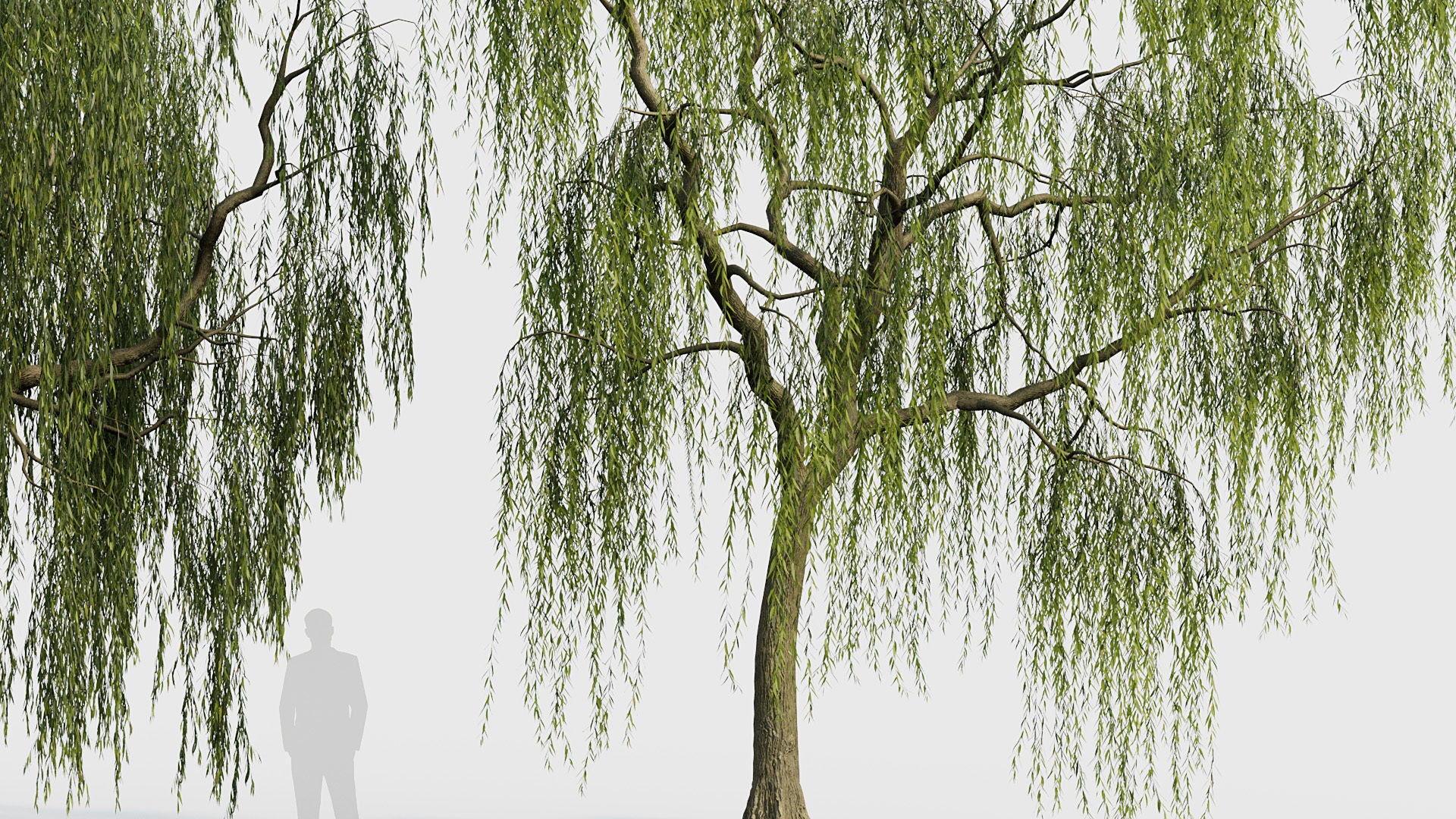Salix babylonica Weeping Willow 01 3D model_4