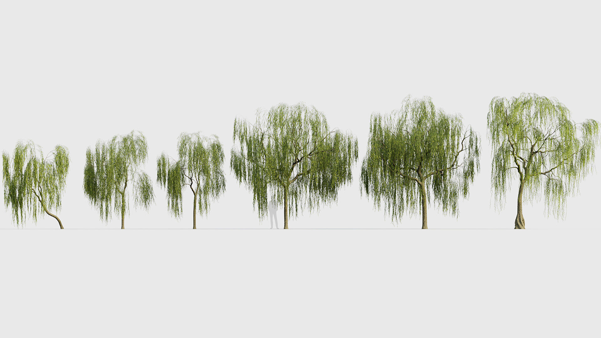 Salix babylonica Weeping Willow 01 3D model_1