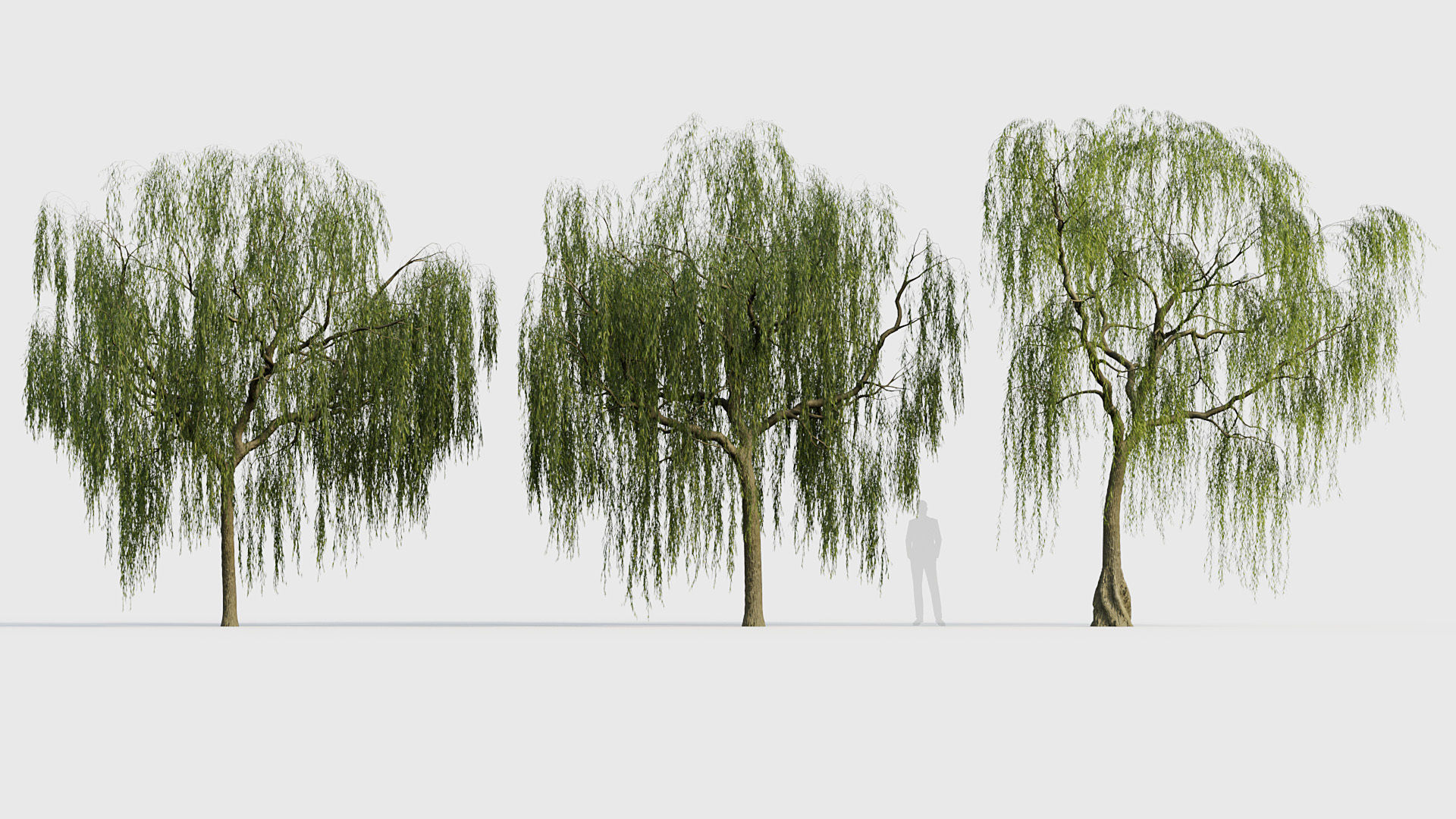 Salix babylonica Weeping Willow 01 3D model_3