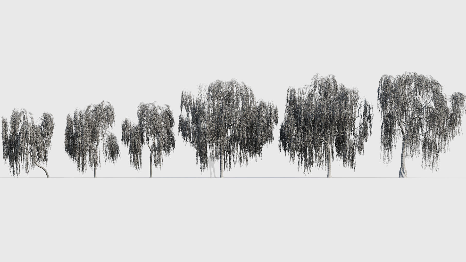 Salix babylonica Weeping Willow 01 3D model_6