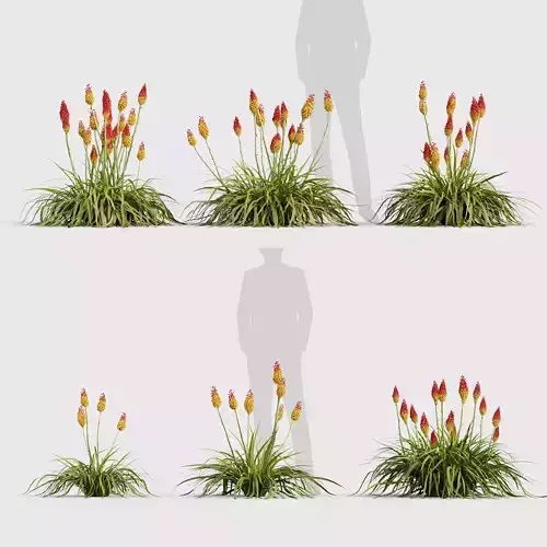 Kniphofia Torch lily 02