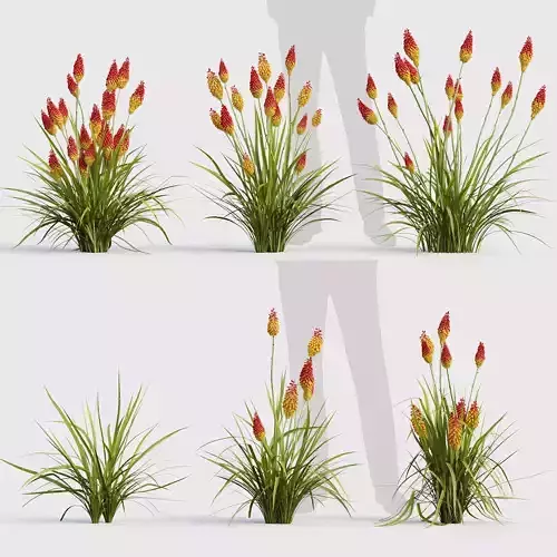 Kniphofia Torch lily 01