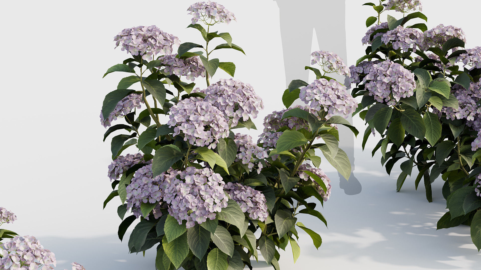 Hydrangea macrophylla Big leaf hydrangea 02 3D model_5