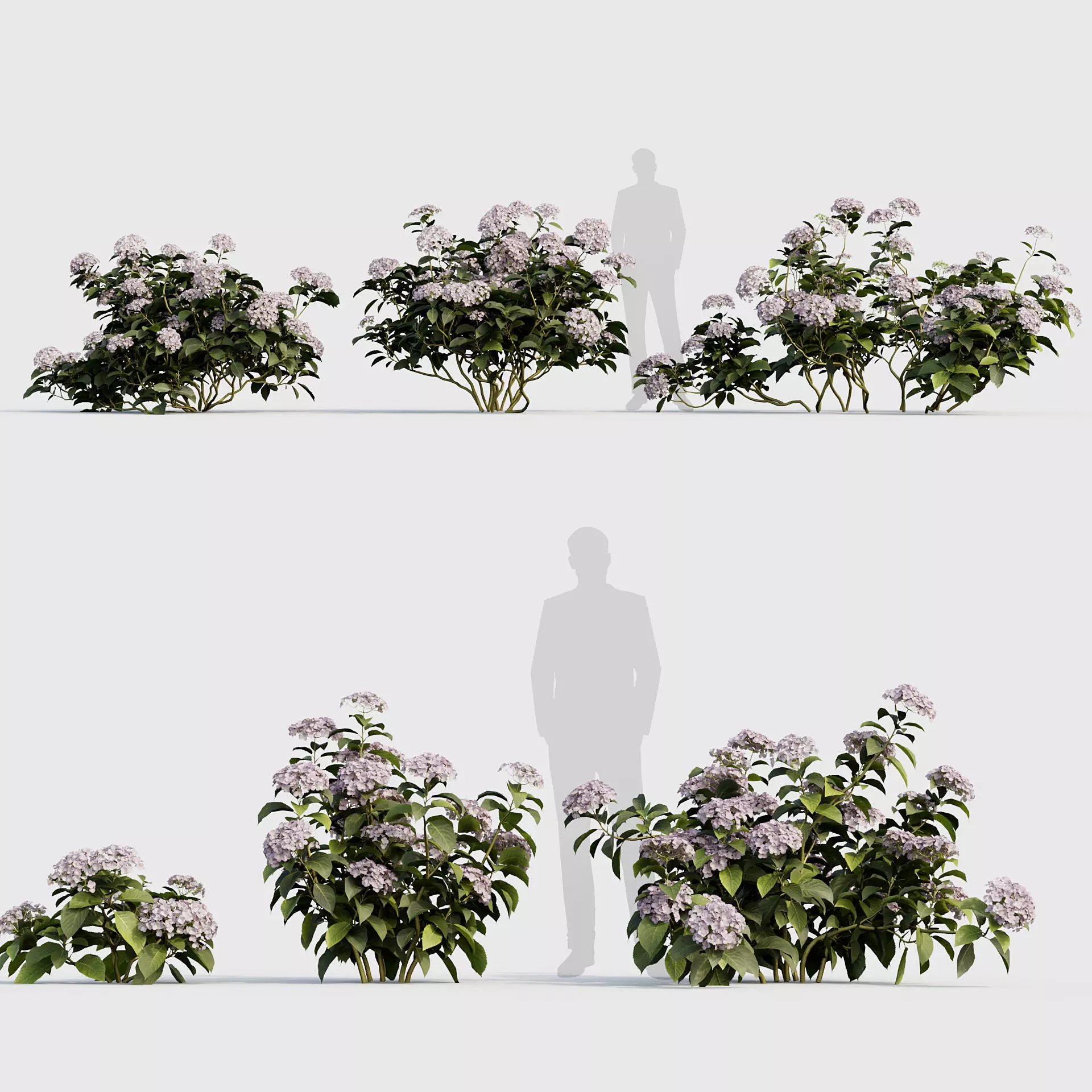 Hydrangea macrophylla Big leaf hydrangea 02 3D model_0