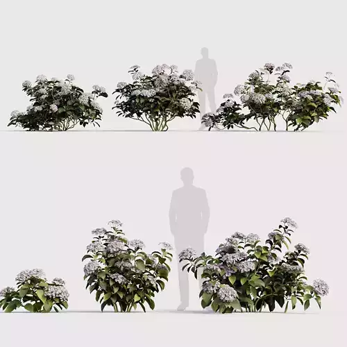 Hydrangea macrophylla Big leaf hydrangea 02