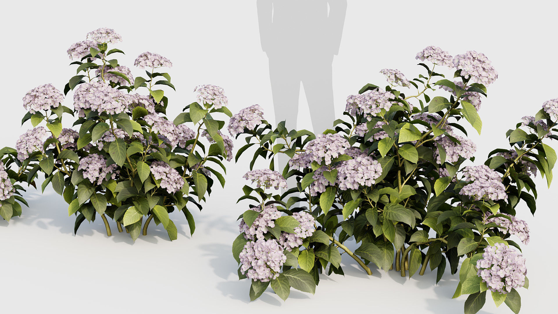 Hydrangea macrophylla Big leaf hydrangea 02 3D model_4