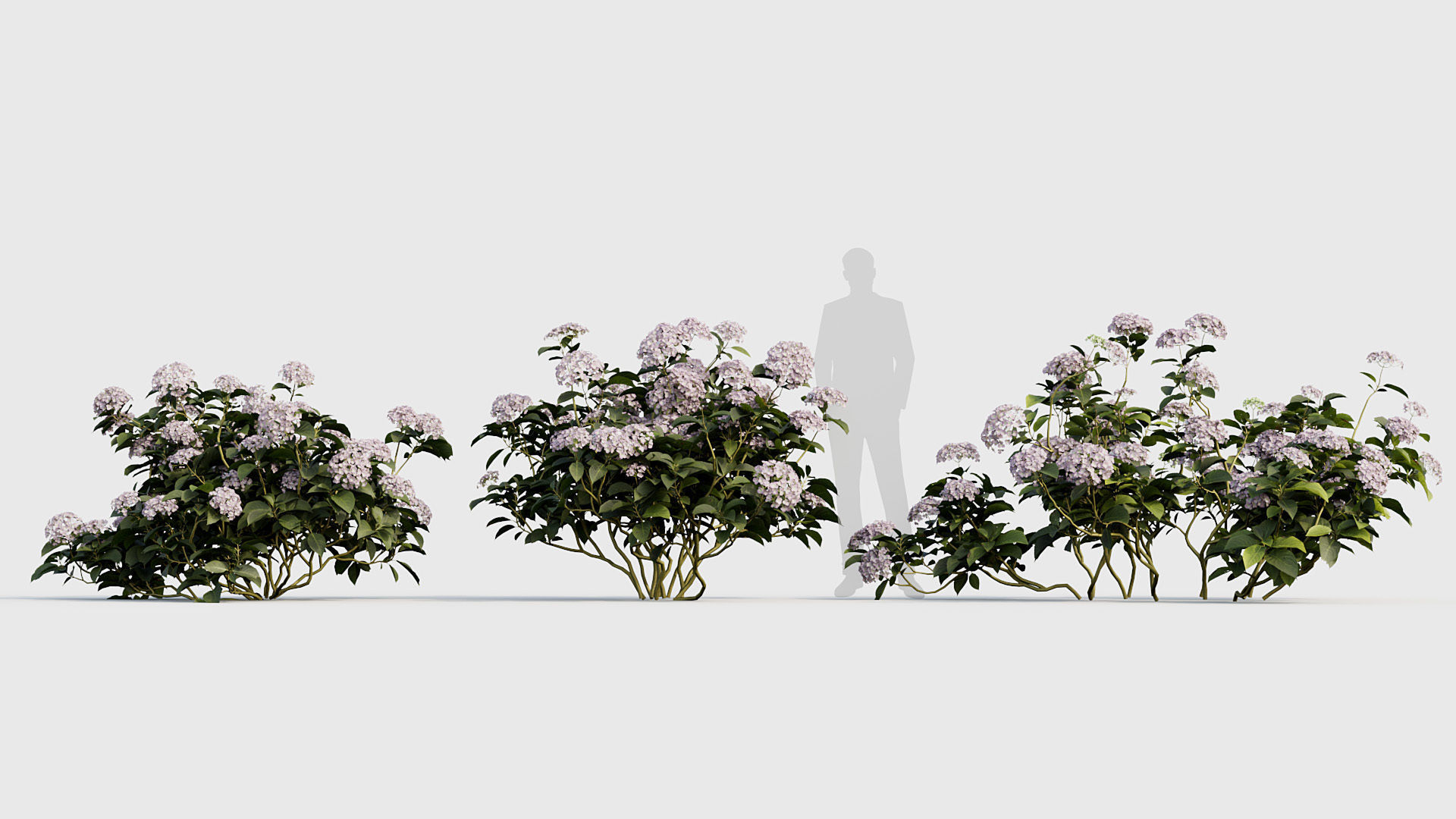 Hydrangea macrophylla Big leaf hydrangea 02 3D model_3