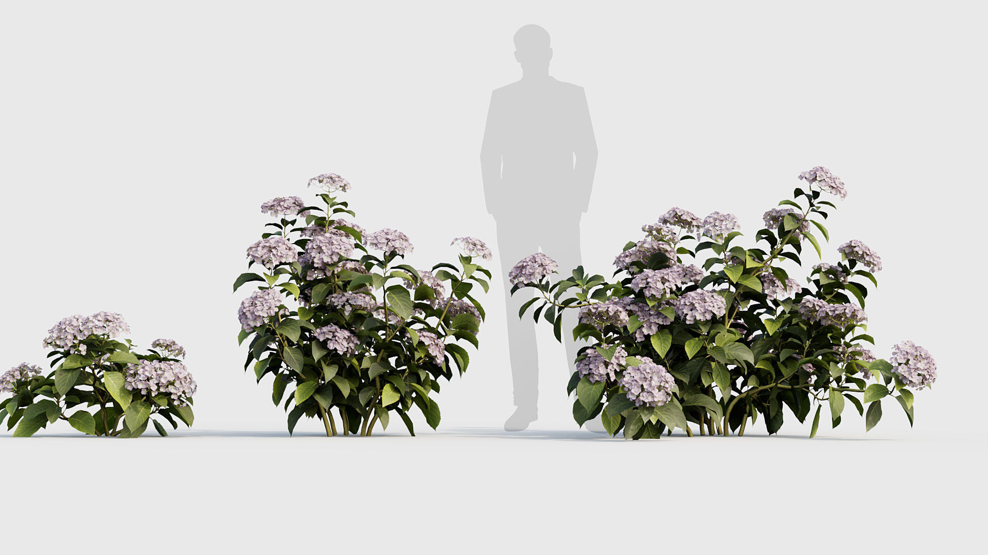 Hydrangea macrophylla Big leaf hydrangea 02 3D model_2
