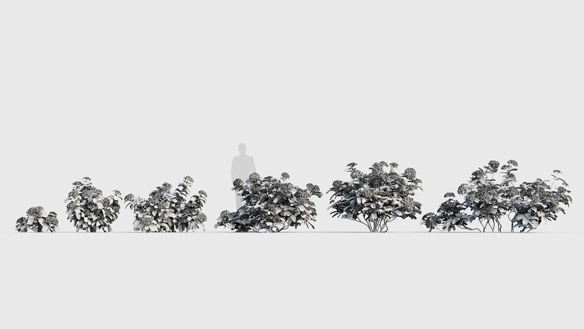 Hydrangea macrophylla Big leaf hydrangea 02 3D model_6