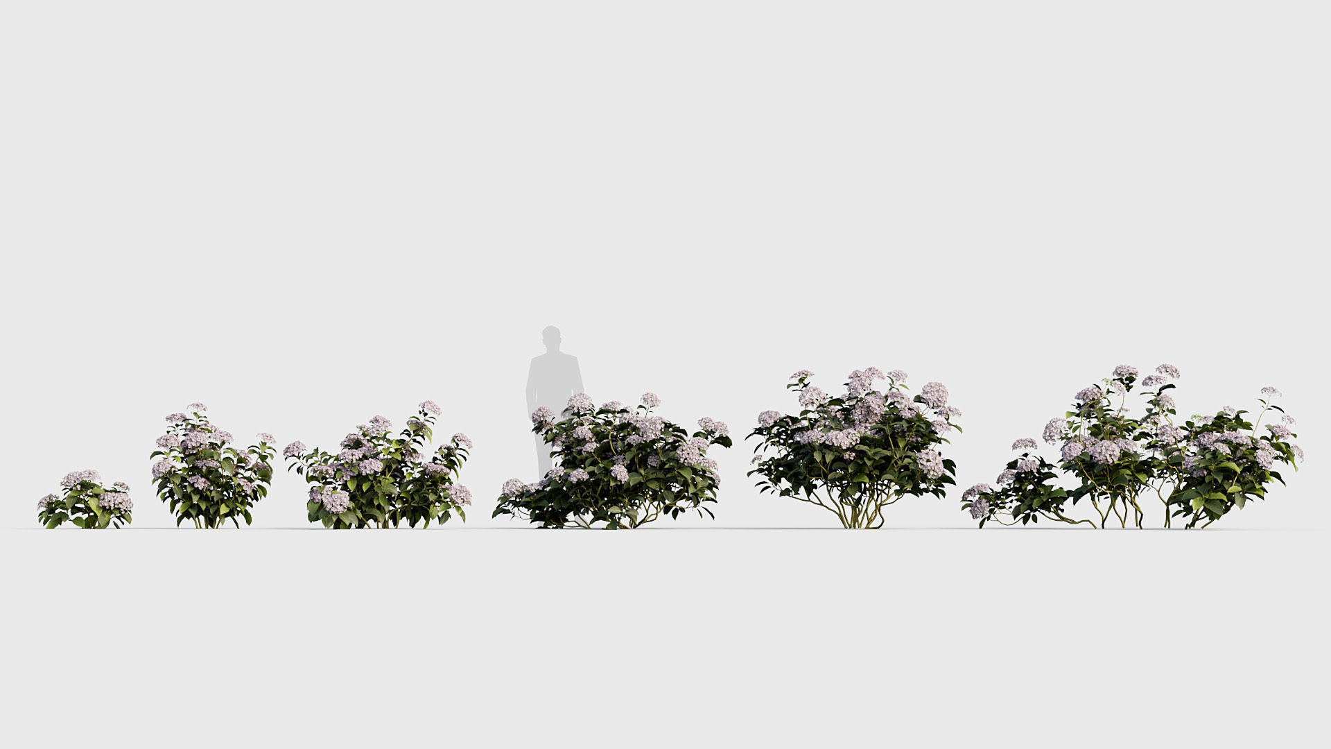 Hydrangea macrophylla Big leaf hydrangea 02 3D model_1